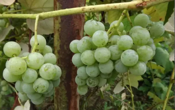 Dwie kiście zielonych winogron zwisają z gałęzi. Na niektórych owocach widoczne są drobne, czarne kropki, świadczące o ich dojrzewaniu.