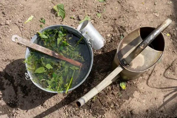 Wiadro z pokrzywami i wodą, obok konewka. Tak przygotowuje się naturalny nawóz z pokrzywy.