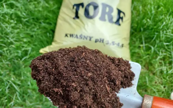 Łopata z torfem, który jest naturalnym materiałem organicznym, idealnym do zakwaszania gleby.